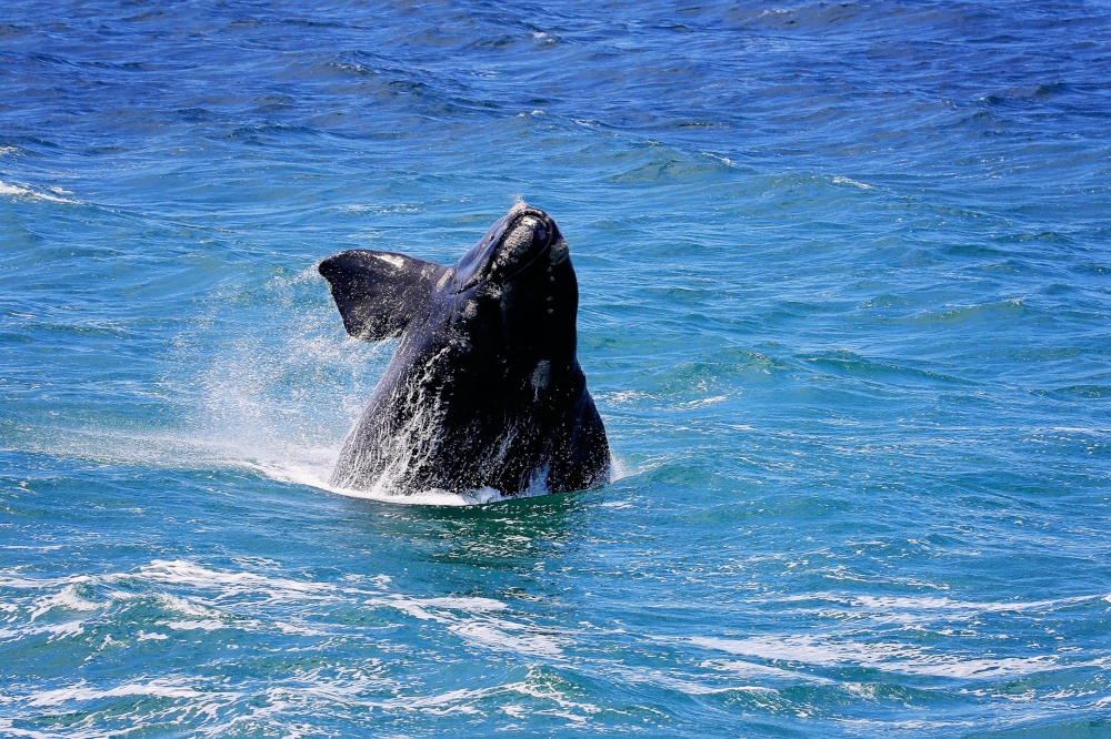 Hermanus Photo 9